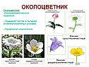 Околоцветник