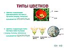 Типы цветков