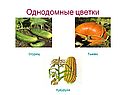 Однодомные цветки