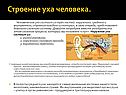 Строение уха человека