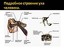 Строение уха