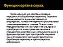 Функции органа слуха
