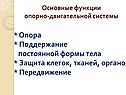 Основные функции опорно-двигательной системы
