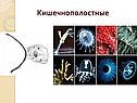 Кишечнополостные