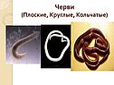 Черви (Плоские, Круглые, Кольчатые)
