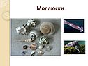 Моллюски
