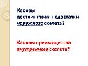 Каковы достоинства и недостатки наружного скелета