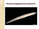 Низшие хордовые (ланцетник)