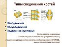 Типы соединения костей