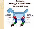 Строение свободных конечностей рычажного типа