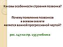 Каковы особенности строения позвонка