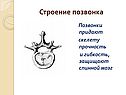 Строение позвонка