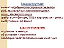 Особенности строения скелетов рыб