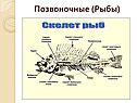 Позвоночные (рыбы)