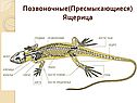 Позвоночные(пресмыкающиеся)
