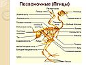 Позвоночные (птицы)