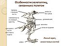 Особенности скелета птиц, связанные с полетом
