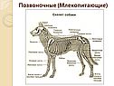 Позвоночные (млекопитающие)