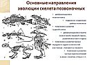 Основные направления эволюции скелета позвоночных