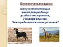 Шея у млекопитающих имеет разную длину