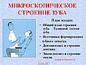 Микроскопическое строение зуба