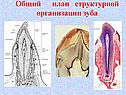 Строение зуба