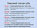 Тканевой состав зуба
