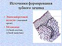 Источники формирования зубного зачатка
