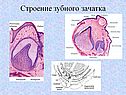 Строение зубного зачатка