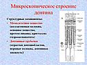 Микроскопическое строение дентина
