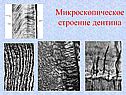Микроскопическое строение дентина