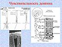 Чувствительность дентина