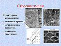 Строение эмали