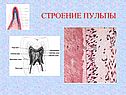 Строение пульпы
