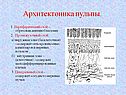 Архитектоника пульпы