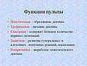 Функции пульпы