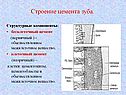Строение цемента зуба