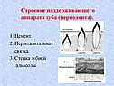 Строение поддерживающего аппарата зуба (периодонта)