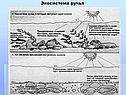 Экосистема ручья