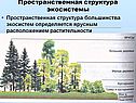 Пространственная структура экосистемы