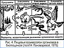 Структура экосистемы