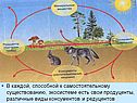 Структура экосистемы