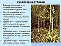 Экосистема дубравы