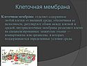 Клеточная мембрана