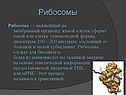 Рибосомы