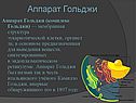 Структура клетки