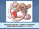 Третичная структура - клубок из вторичной , удерживаемая связями S - S