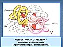 ЧЕТВЕРТИЧНАЯ СТРУКТУРА - комплекс из третичных (пример молекулы