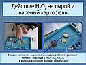Действие H2O2 на сырой и вареный картофель