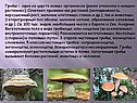 Верхушечный рост